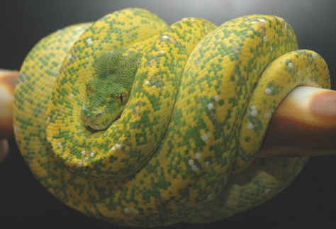 Morelia viridis (chondro o pitón arborícola verde) 8