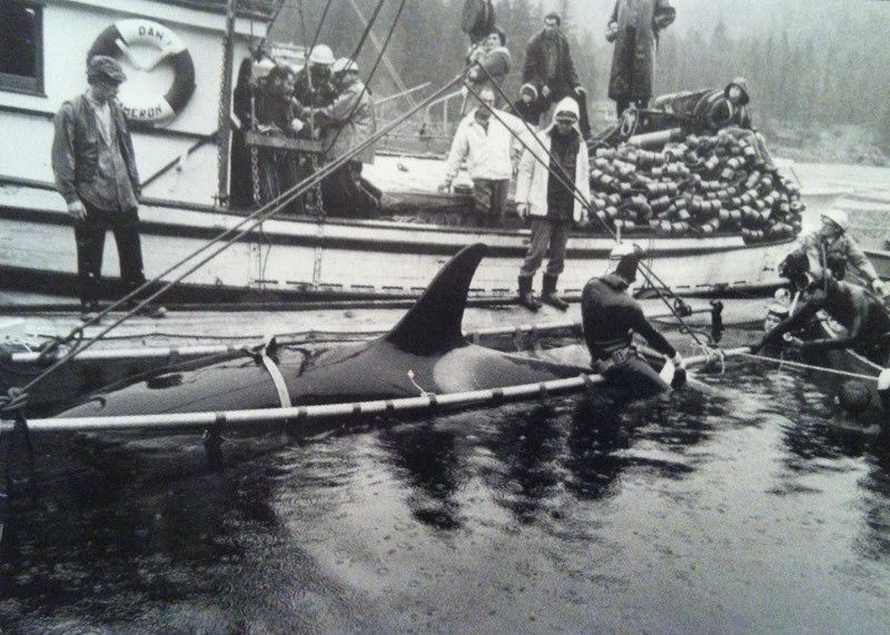 [Photos] Besoin d'aide pour identifier une orque ? C'est ici - Page 5 Pender1968