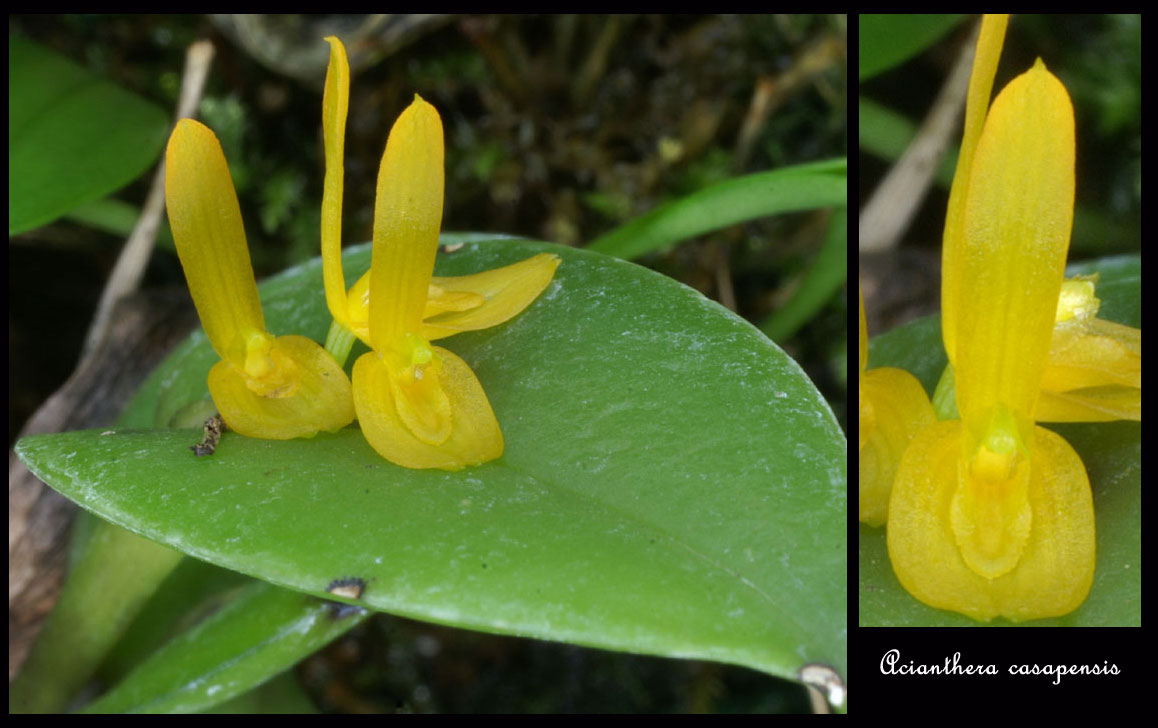 Acianthera casapensis Acianthera-casapensis