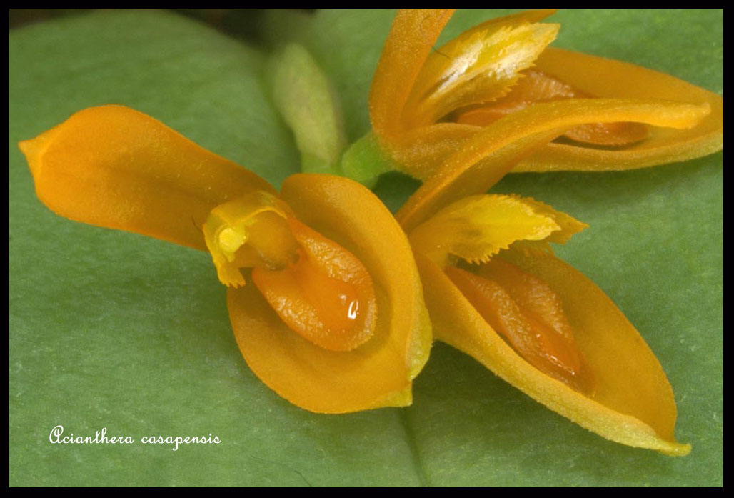 Acianthera casapensis Acianthera-casapensis2