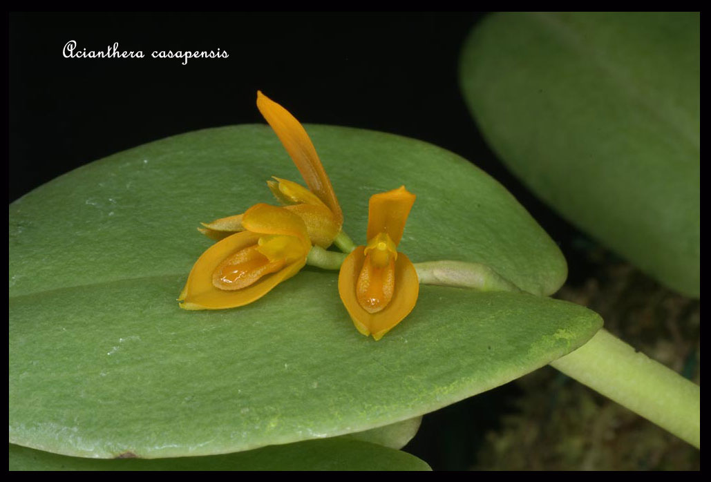 Acianthera casapensis Acianthera-casapensis3