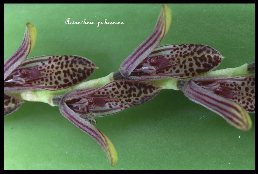 Acianthera pubescens Acianthera-pubescens10