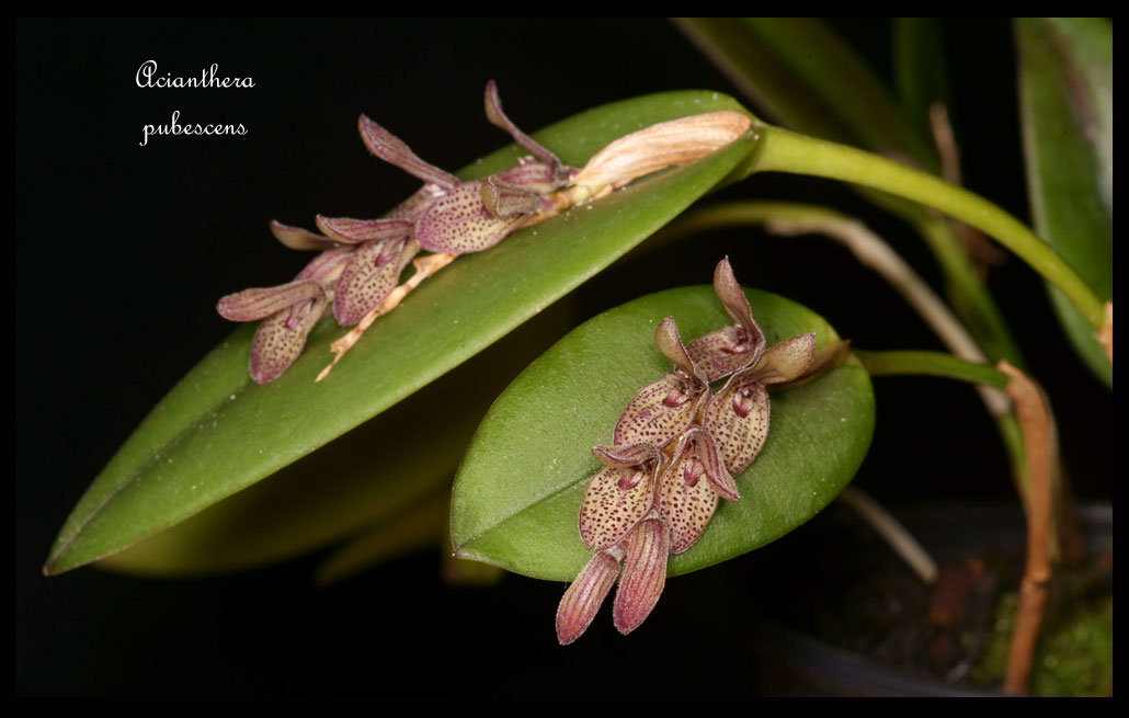 Acianthera (Pleurothallis) pubescens Acianthera-pubescens6