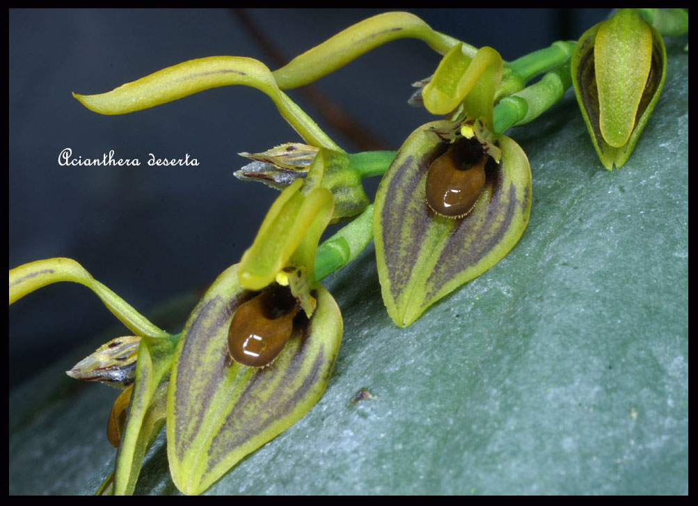 Acianthera deserta Acianthera-deserta