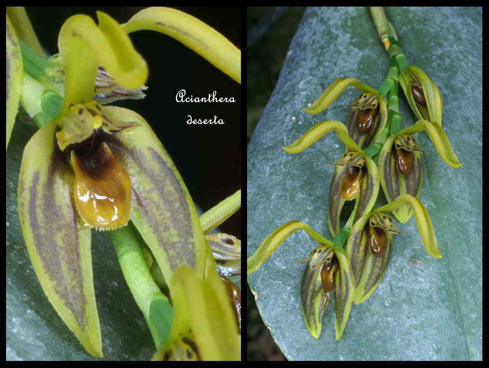 Acianthera deserta Acianthera-deserta2