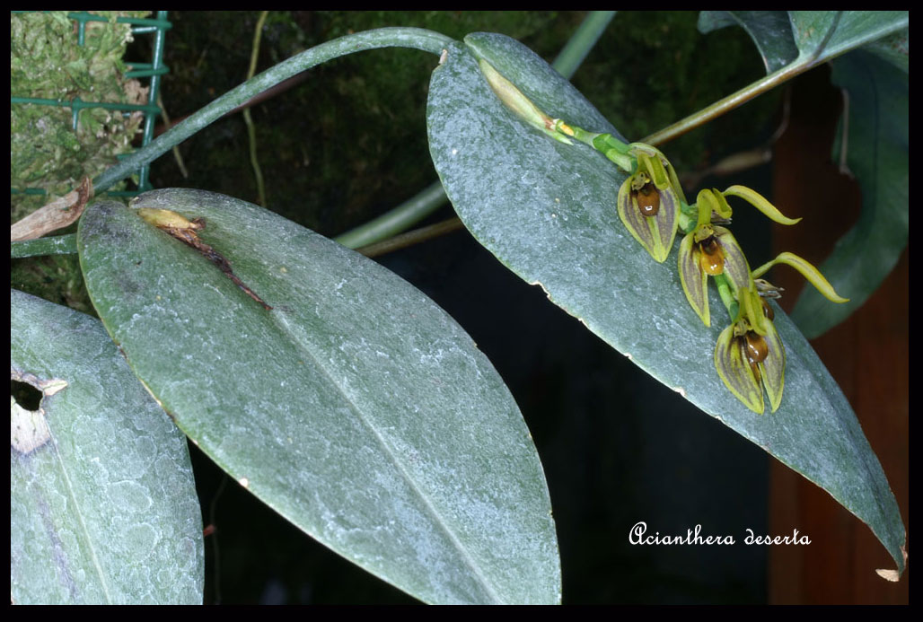 Acianthera deserta Acianthera-deserta3