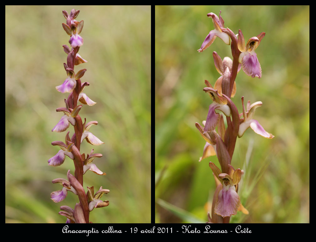 La Crête fin avril Anacamptis-collina10