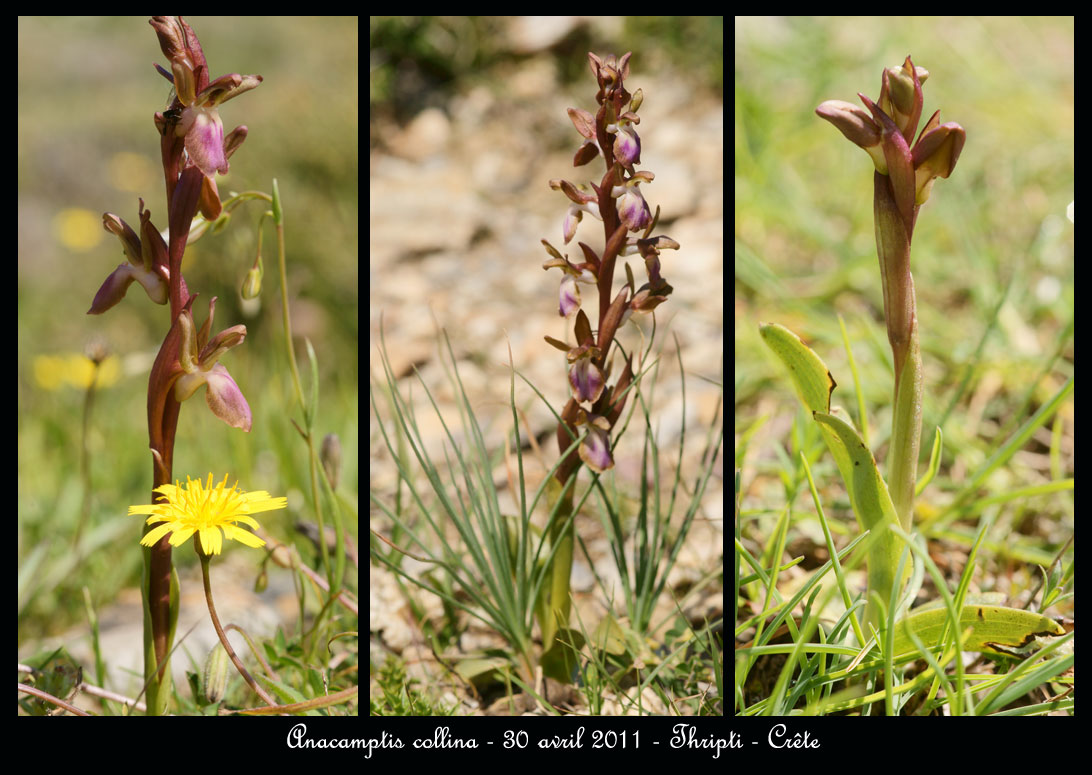 La Crête fin avril Anacamptis-collina19