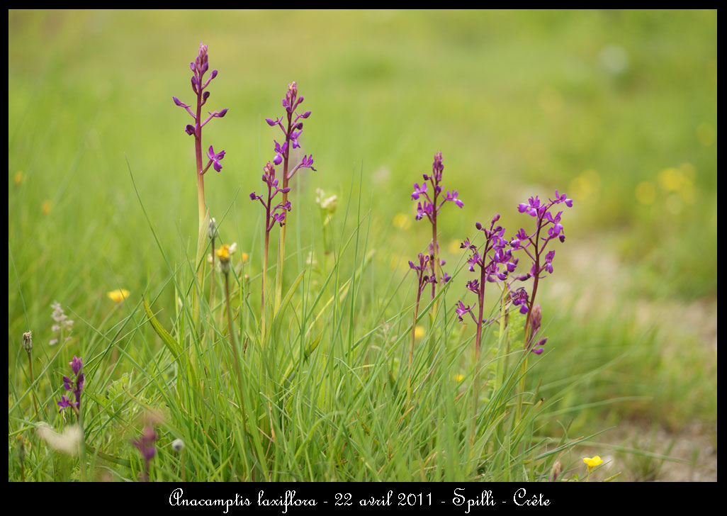 La Crête fin avril Anacamptis-laxiflora