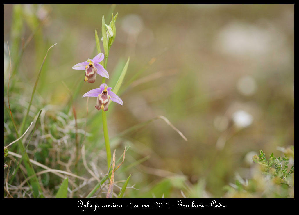 La Crête fin avril - Page 2 Ophrys-candica