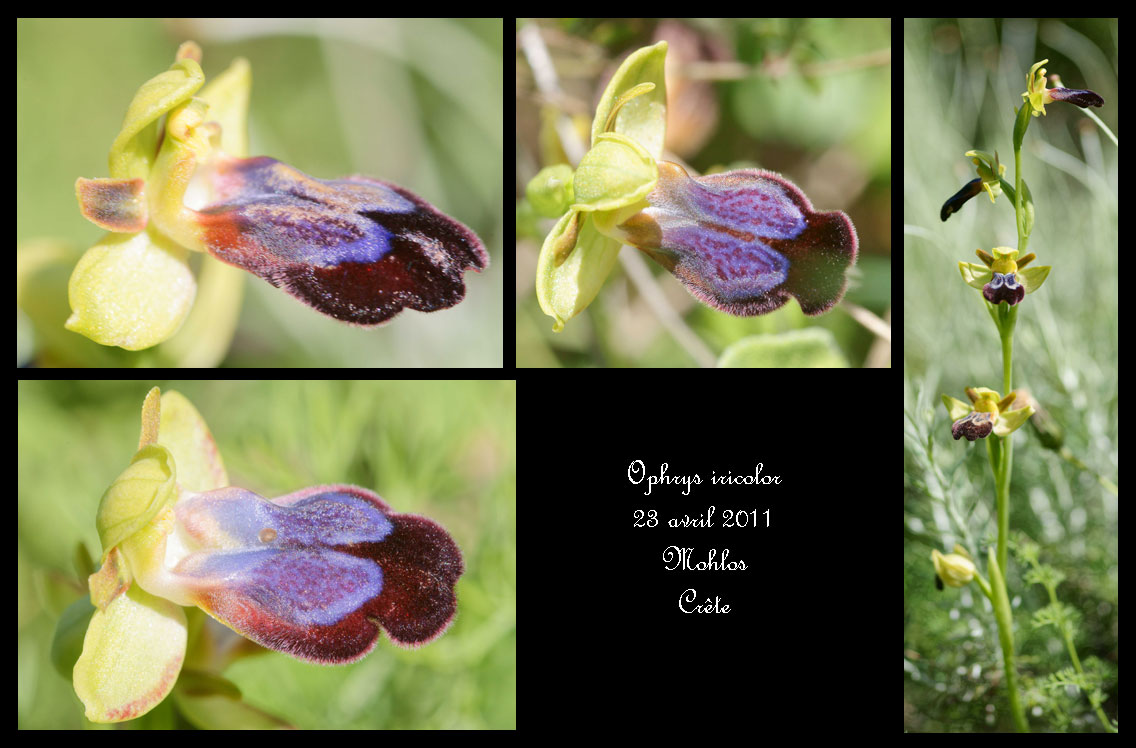 Ophrys iricolor Ophrys-iricolor