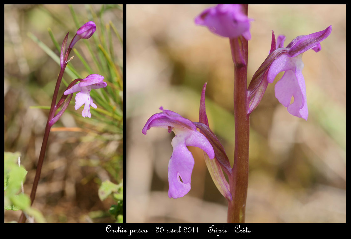 La Crête fin avril Orchis-prisca