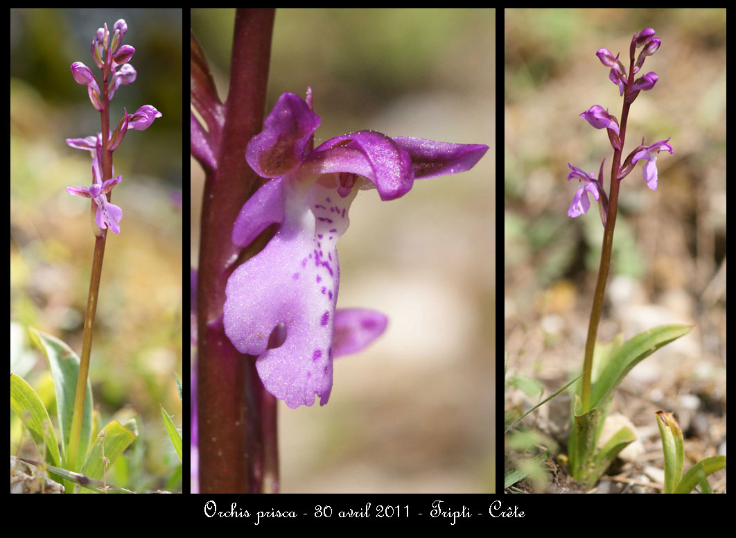 Orchis prisca Orchis-prisca2