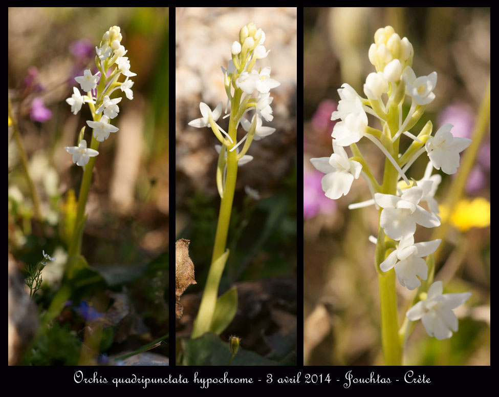 C.R. du voyage en Crète. - Page 3 Orchis-quadripunctata-hypochrome