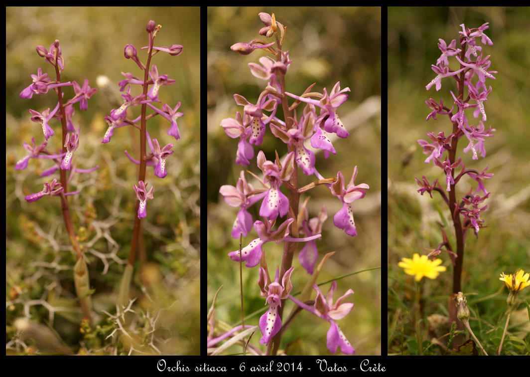 Orchis sitiaca Orchis-sitiaca13