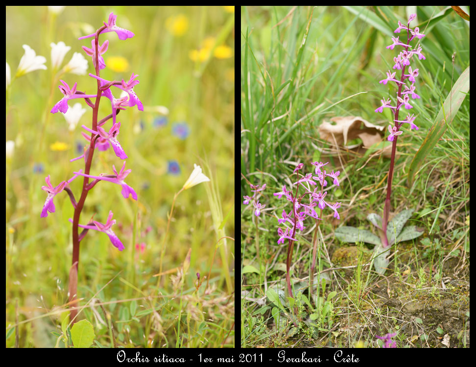 La Crête fin avril Orchis-sitiaca2