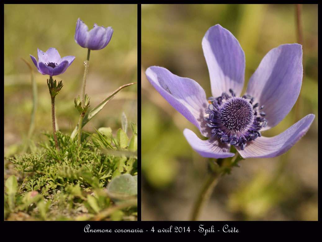 C.R. du voyage en Crète. - Page 3 Anemone-coronaria14