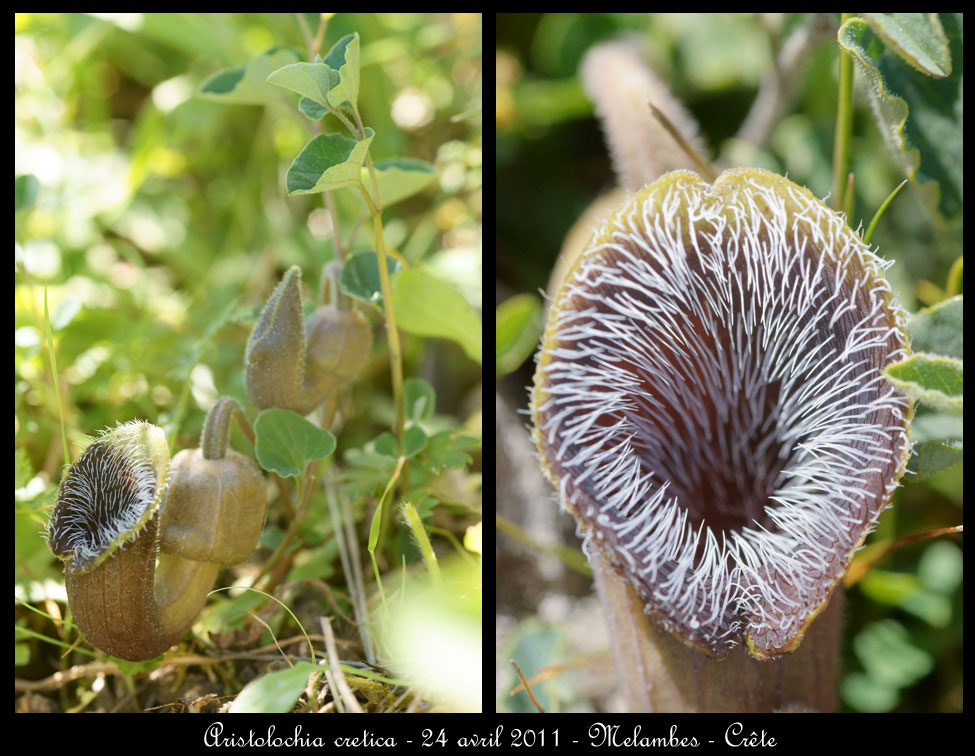 Piqûre de rappel pour futurs touristes en Crête  Aristolochia-cretica3