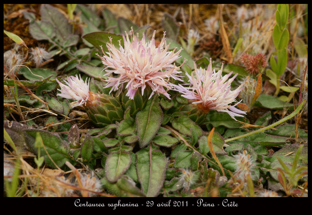 Piqûre de rappel pour futurs touristes en Crête  Centaurea-raphanina