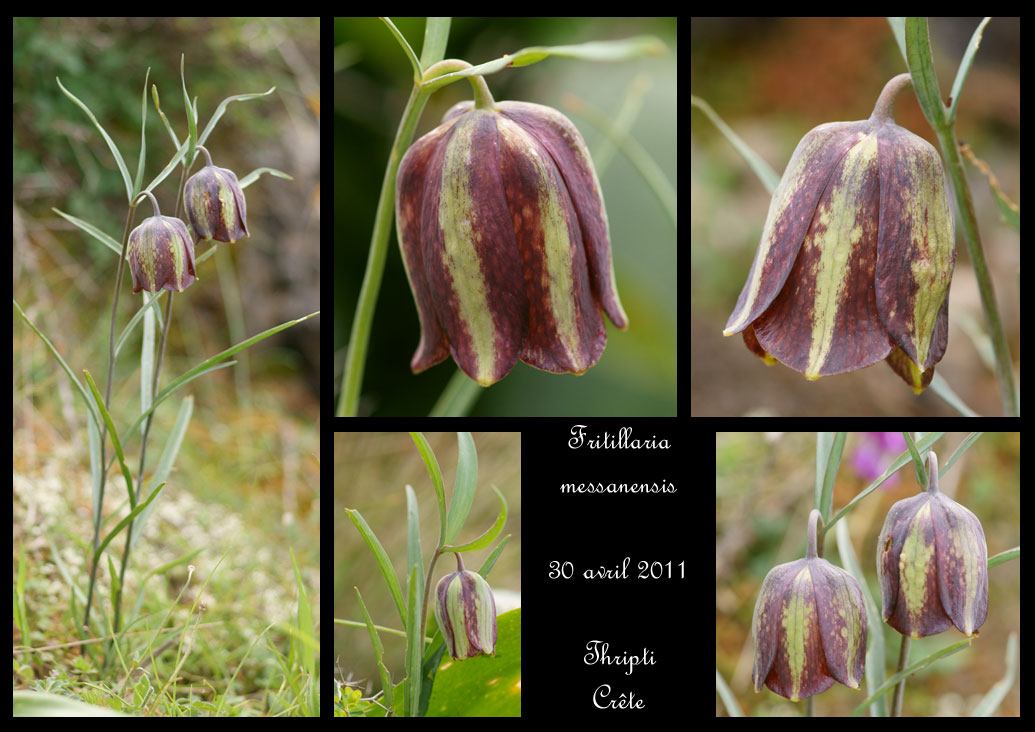 Piqûre de rappel pour futurs touristes en Crête  Fritillaria-messanensis3