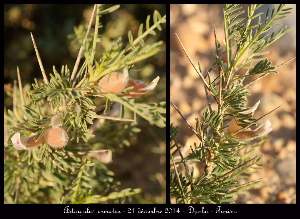 Fin d'année à Djerba Astragalus-armatus