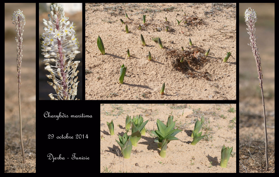 Aucune orchidée n'est sigalée à Djerba ! Charybdis-maritima4