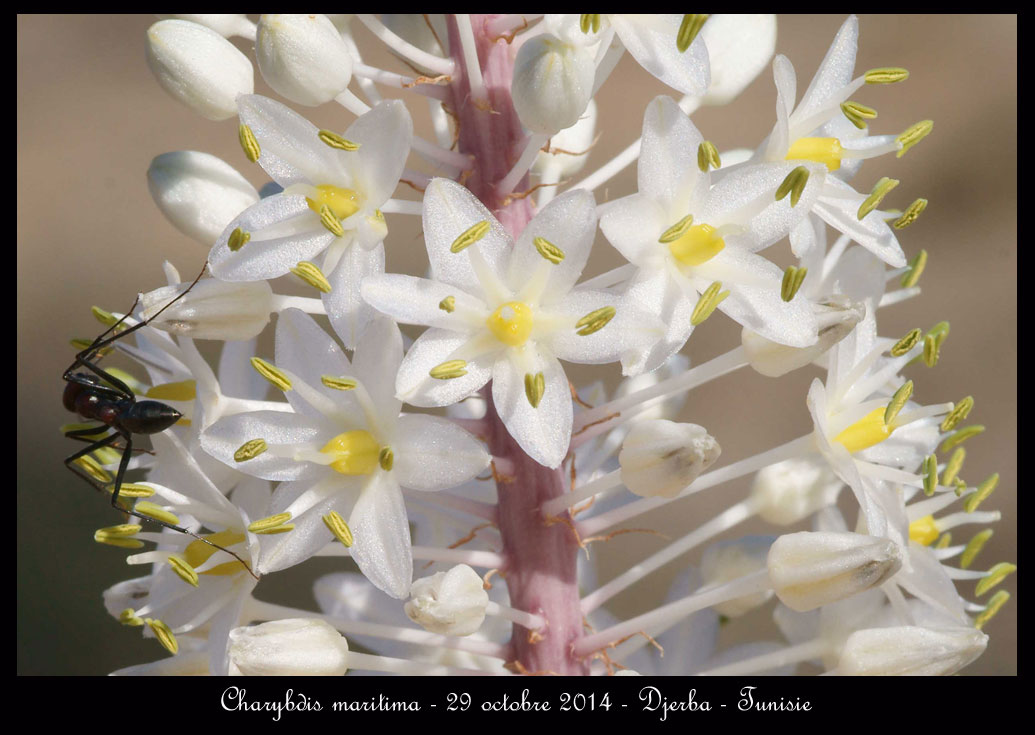 Aucune orchidée n'est sigalée à Djerba ! Charybdis-maritima6