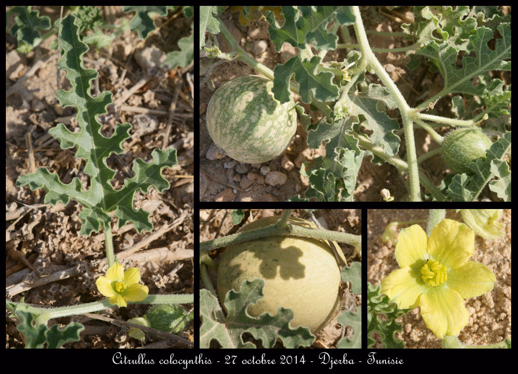 Aucune orchidée n'est sigalée à Djerba ! Citrullus-colocynthis2