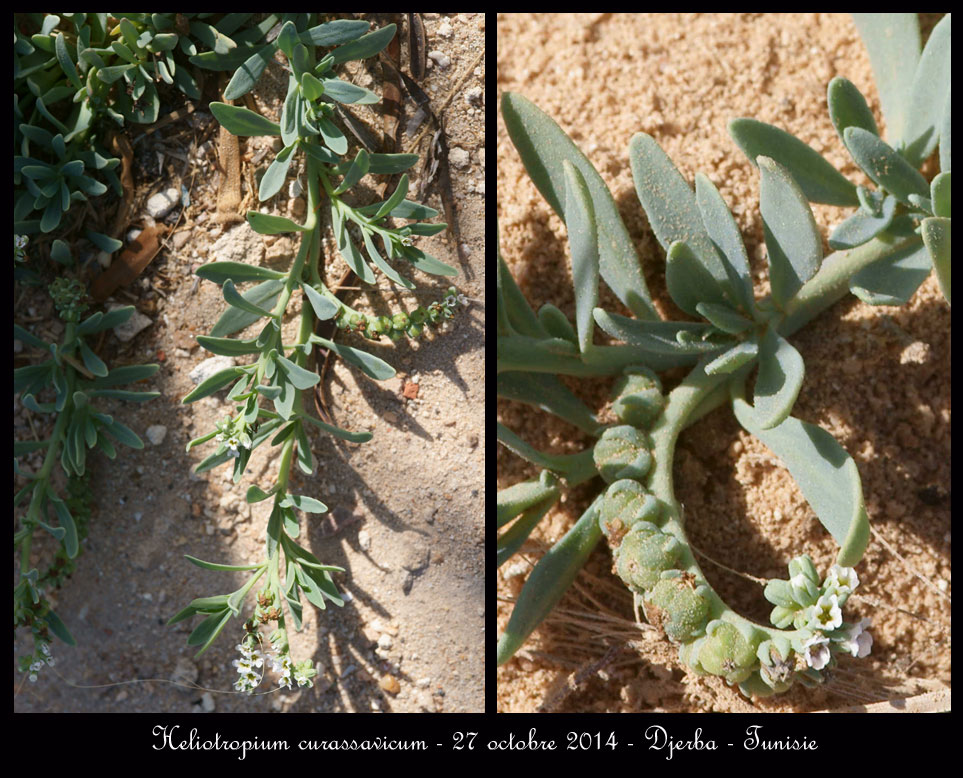 Aucune orchidée n'est sigalée à Djerba ! Heliotropium-curassavicum2