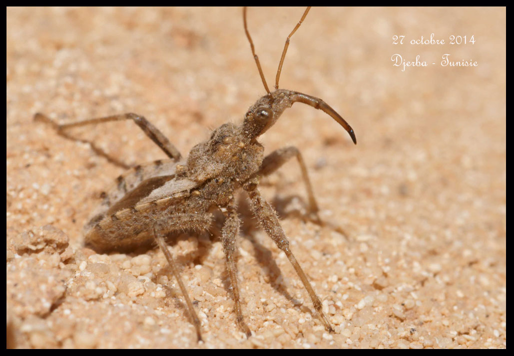 Aucune orchidée n'est sigalée à Djerba ! Punaise-cornue