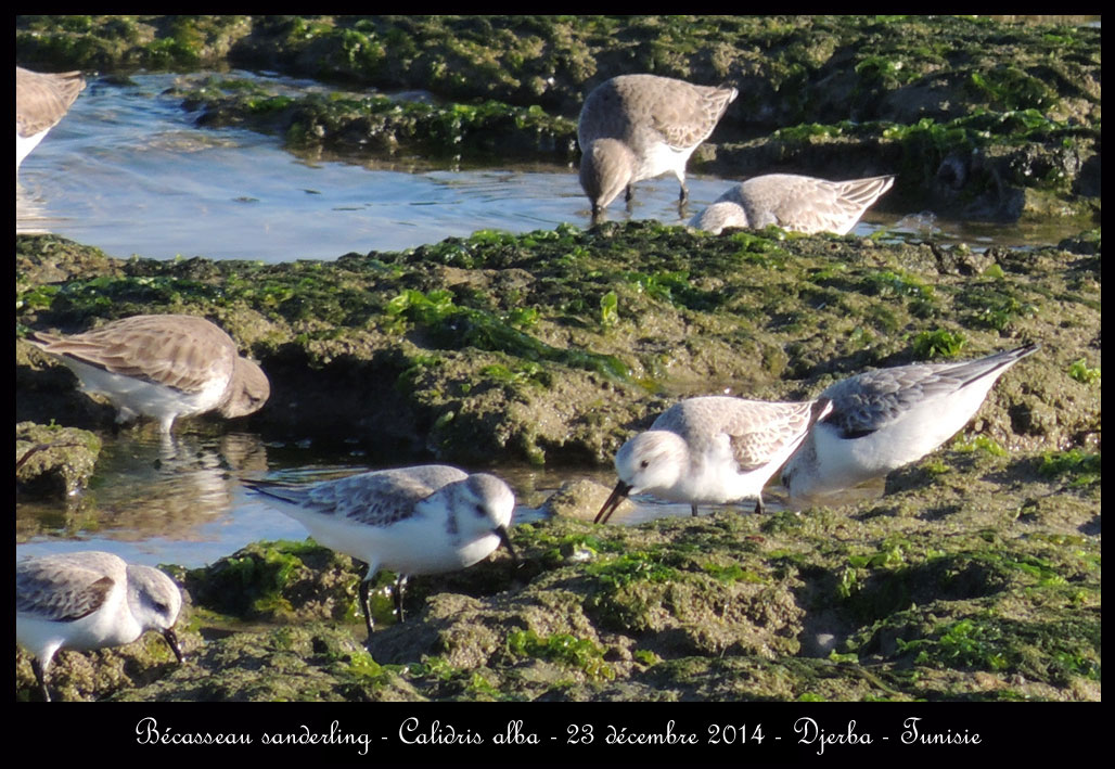 Fin d'année à Djerba Becasseau-sanderling