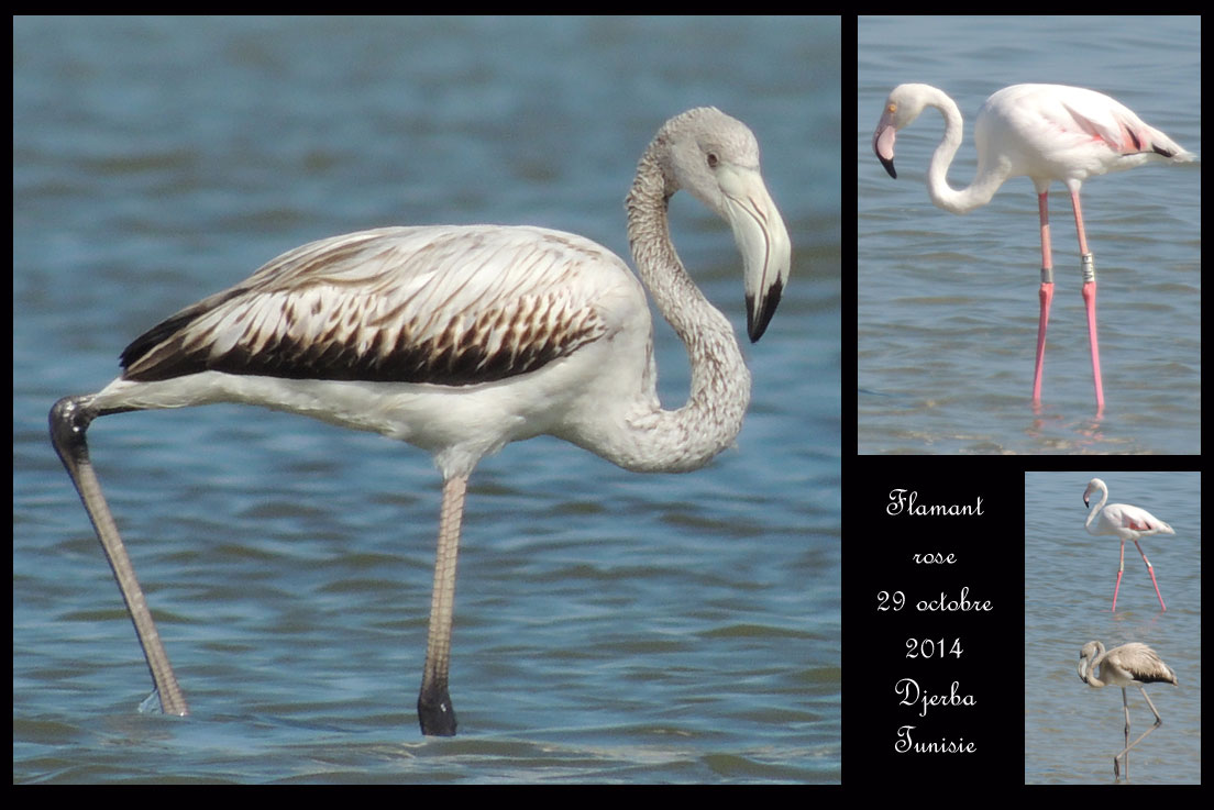 Aucune orchidée n'est sigalée à Djerba ! Flamant-rose