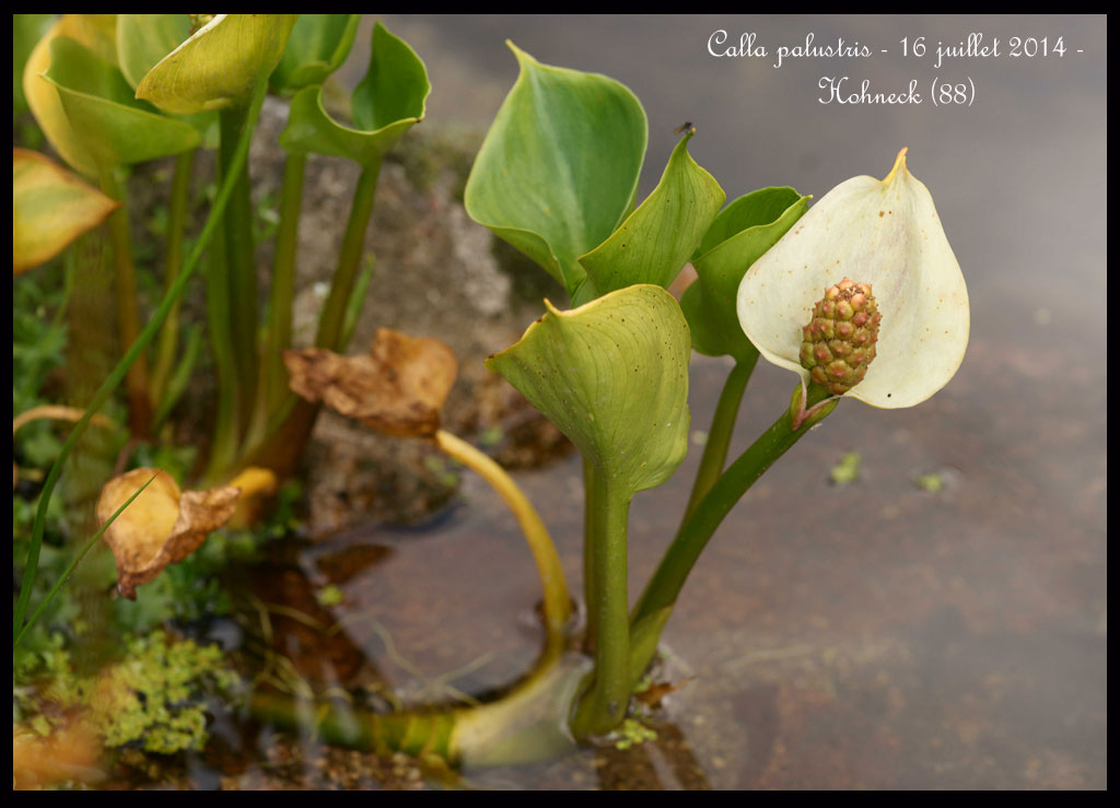 Alsace Lorraine en juillet Calla-palustris2