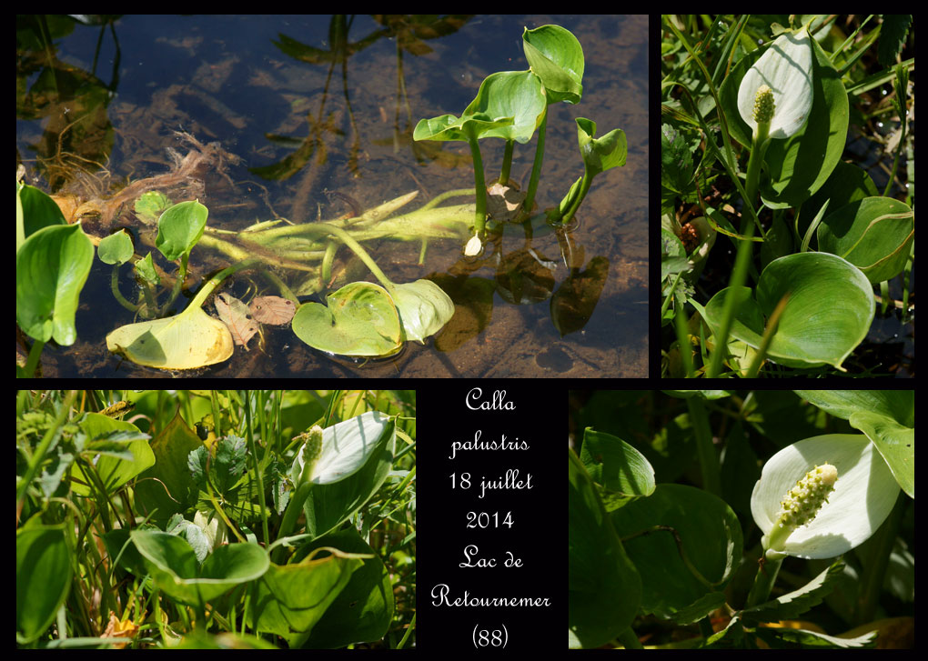 Alsace Lorraine en juillet Calla-palustris5