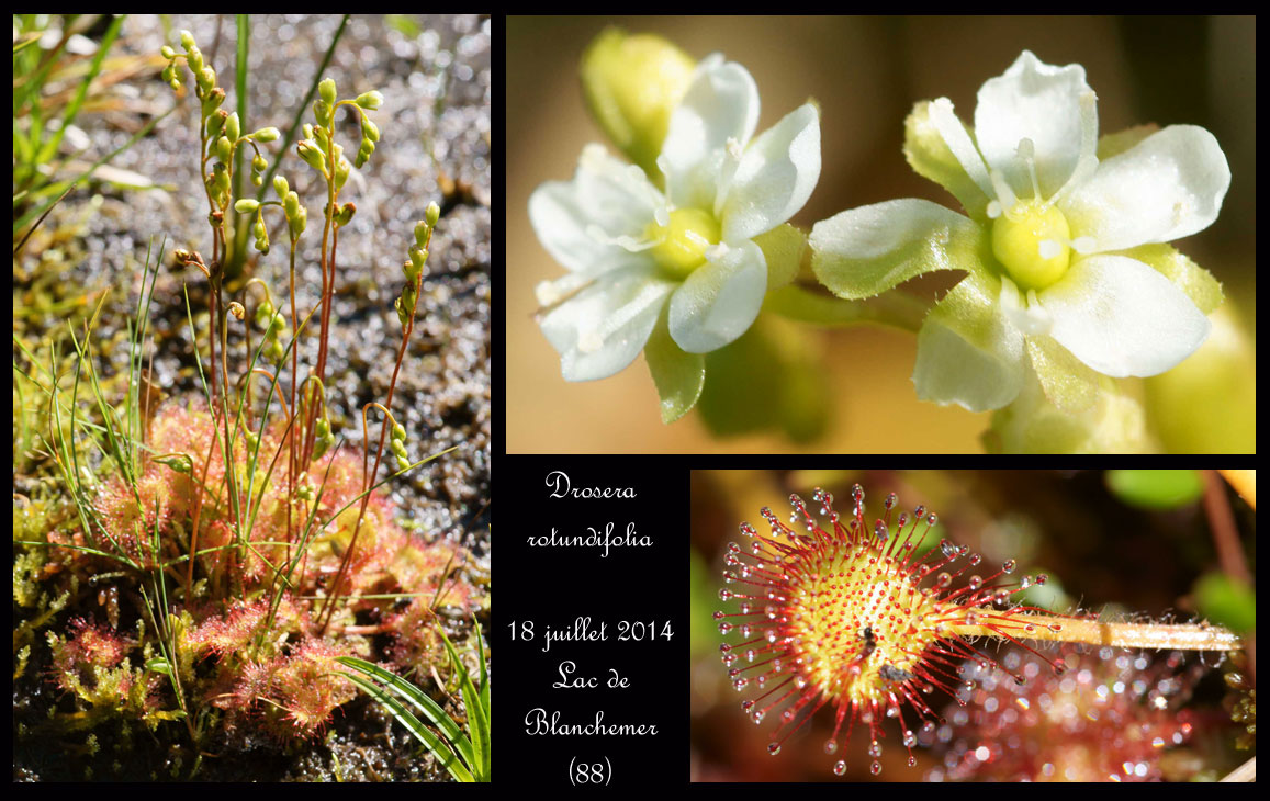 Alsace Lorraine en juillet Drosera-rotundifolia6