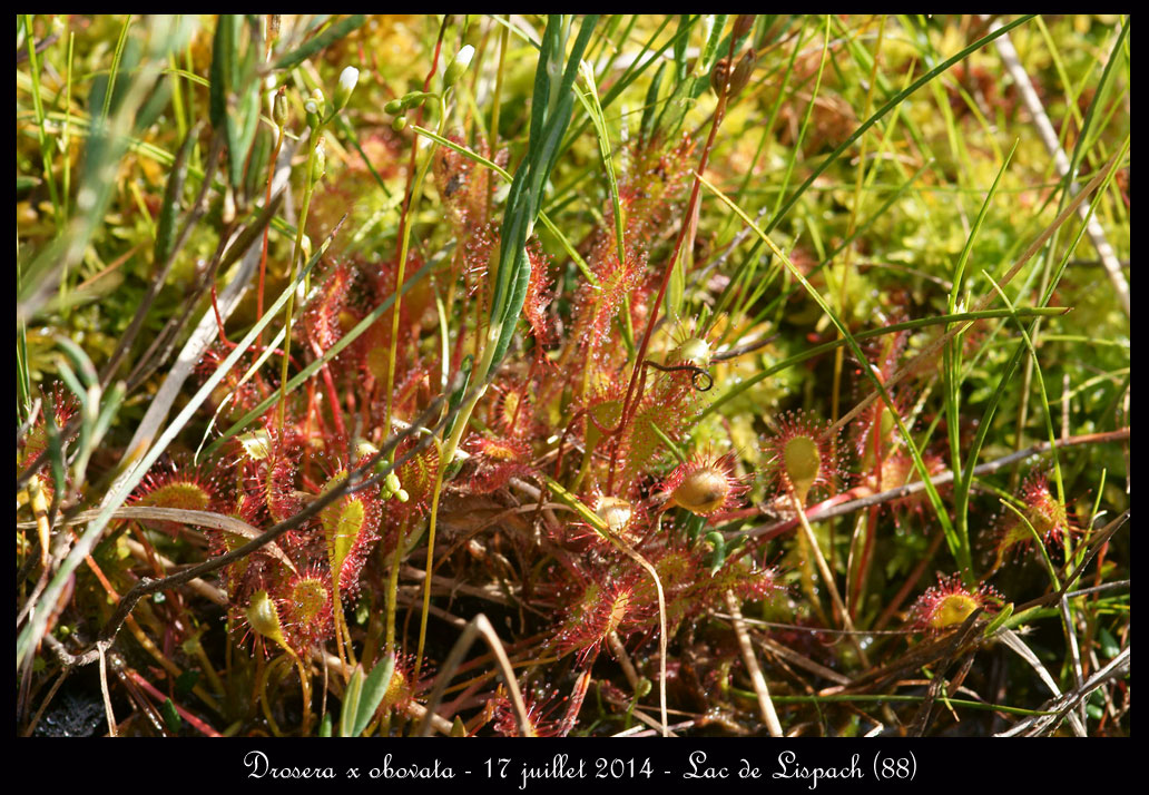 Alsace Lorraine en juillet Drosera-x-obovata