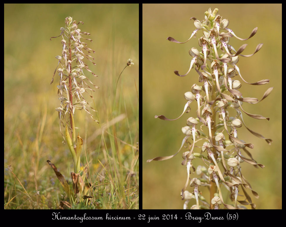 Himantoglossum hircinum Himantoglossum-hircinum2