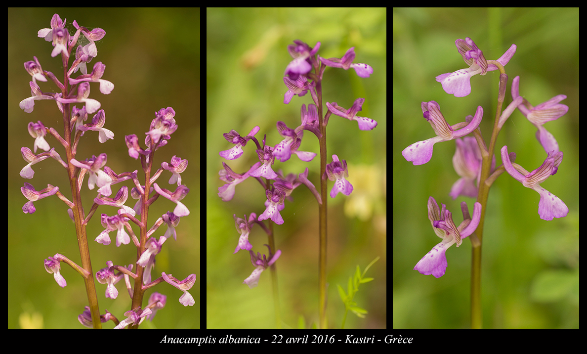 Orchidées de Grèce continentale - Page 2 Anacamptis-albanica