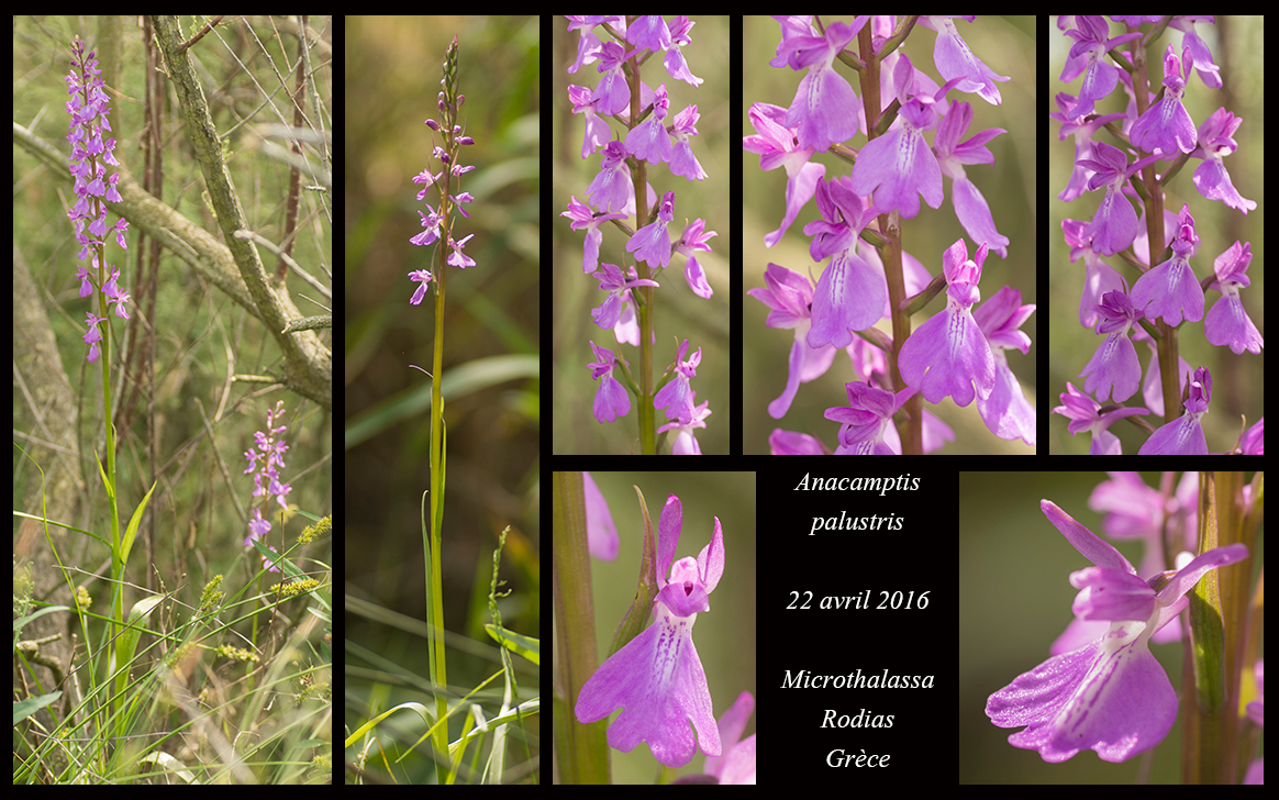 Orchidées de Grèce continentale - Page 2 Anacamptis-palustris