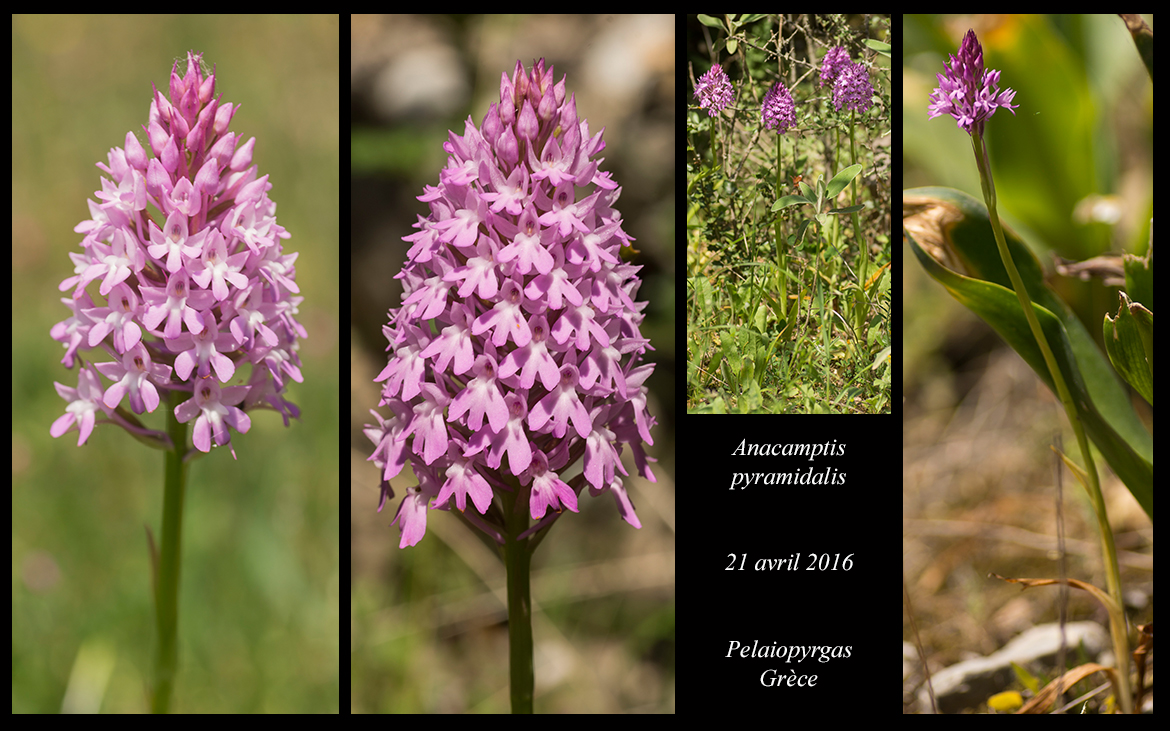 Orchidées de Grèce continentale - Page 2 Anacamptis-pyramidalis