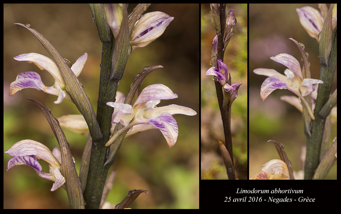 Orchidées de Grèce continentale - Page 2 Limodorum-abhortivum