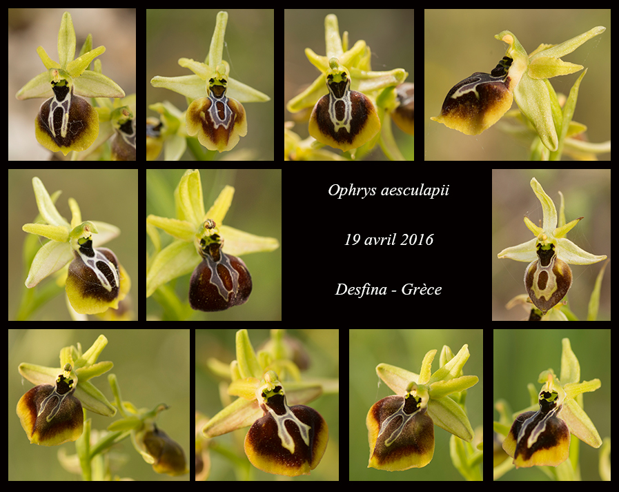 Orchidées de Grèce continentale Ophrys-aesculapii2