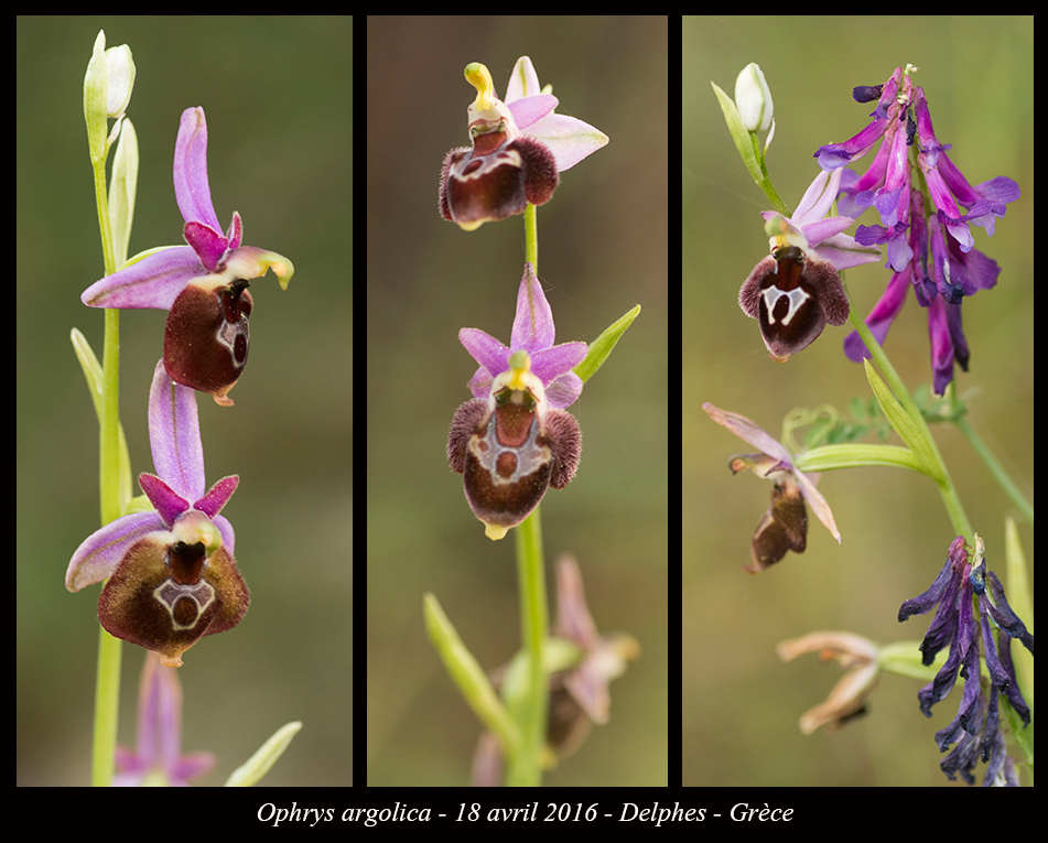 Orchidées de Grèce continentale Ophrys-argolica3