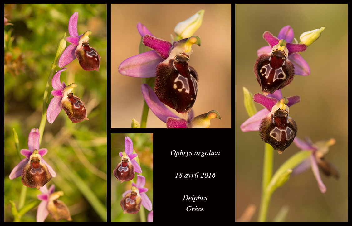 Orchidées de Grèce continentale Ophrys-argolica4