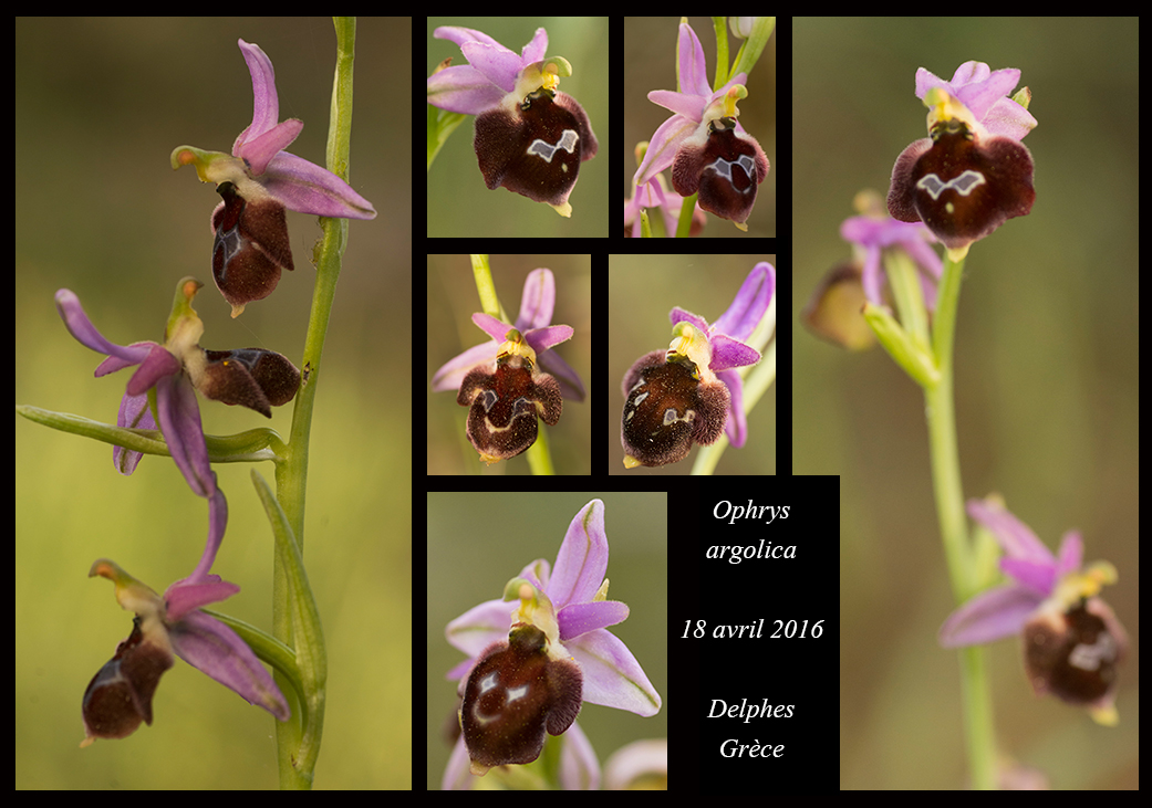 Orchidées de Grèce continentale Ophrys-argolica6