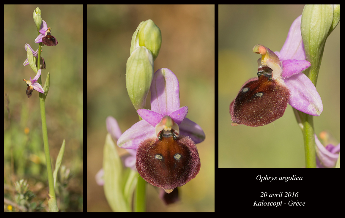 Orchidées de Grèce continentale Ophrys-argolica7