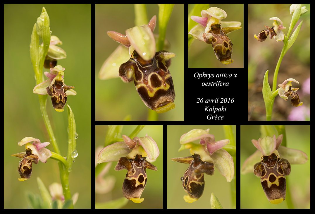 Orchidées de Grèce continentale Ophrys-attica-x-oestrifera2