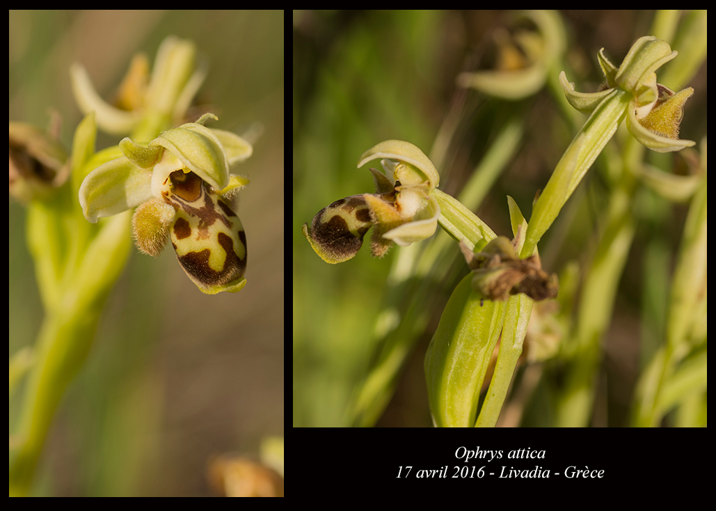 Flore de Grèce. Ophrys-attica