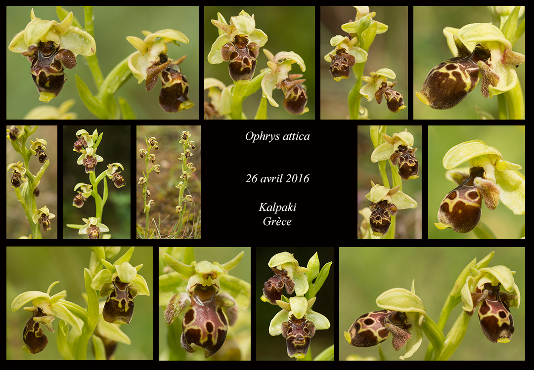 Orchidées de Grèce continentale Ophrys-attica2