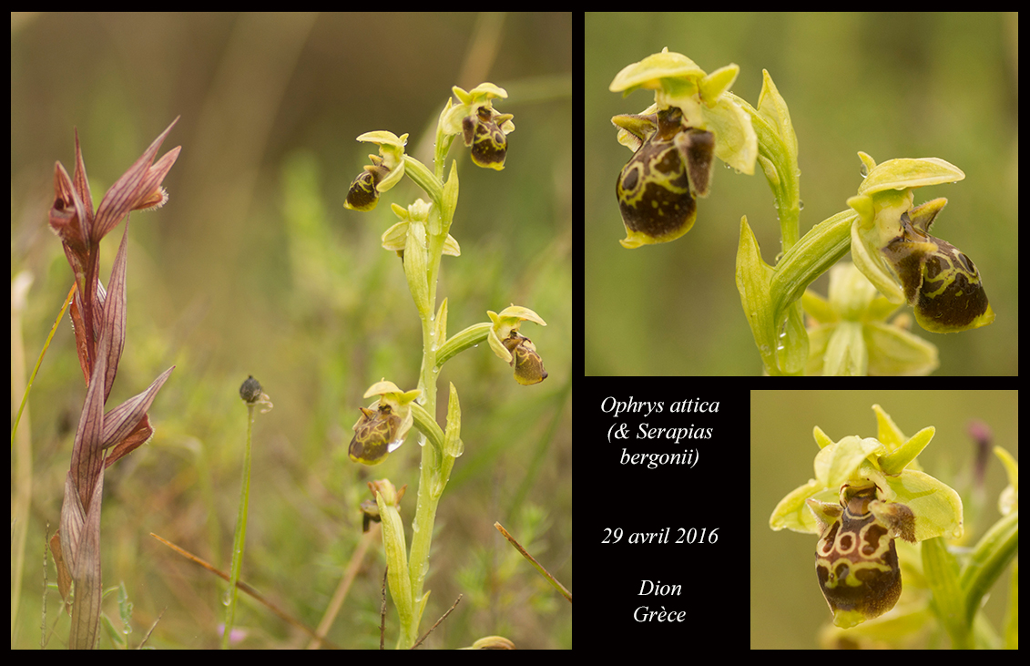 Orchidées de Grèce continentale Ophrys-attica3